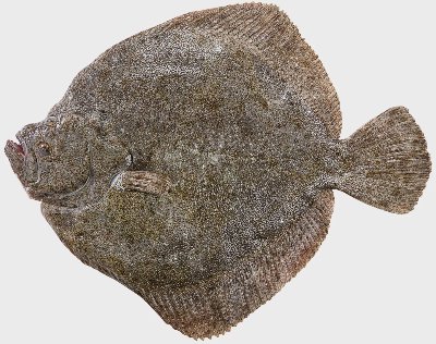 Калкан от свежата витрина