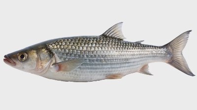 Кефал от свежата витрина