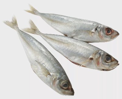 Сафрид от нашата витрина