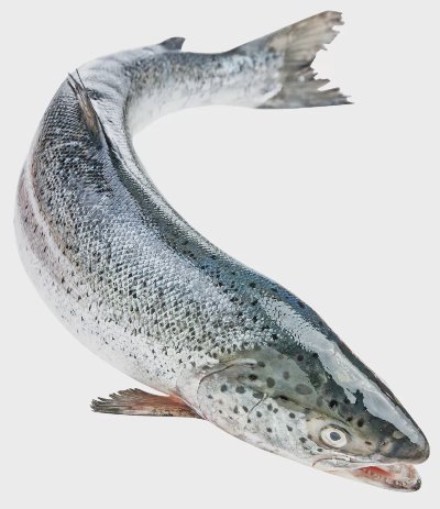 Сьомга цяла от нашата витрина