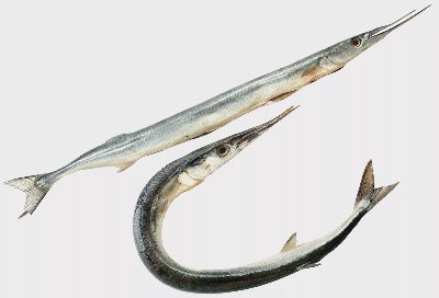 Зарган от свежата витрина